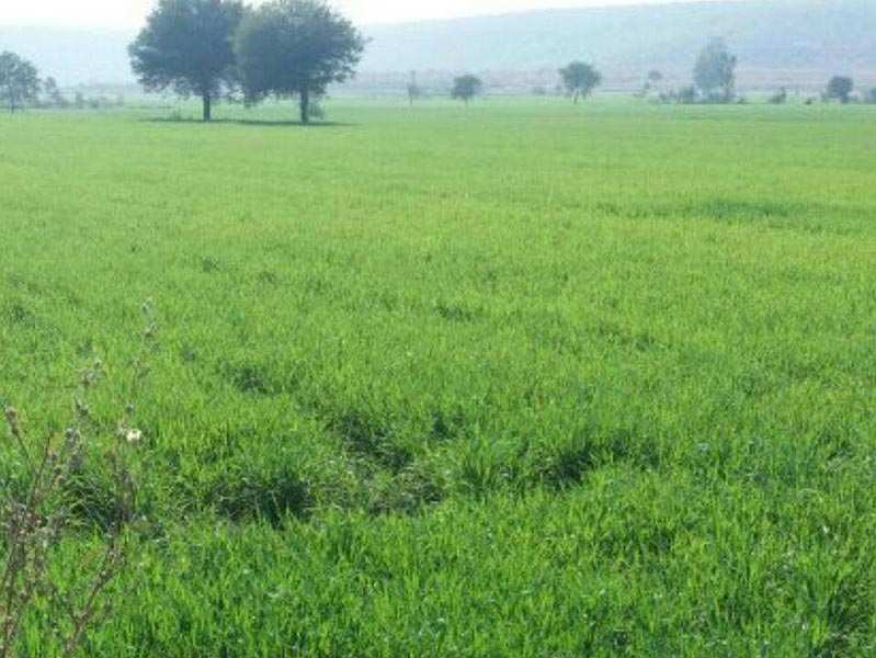 2 Acre  Land for Sale on Samundri Road Faisalabad