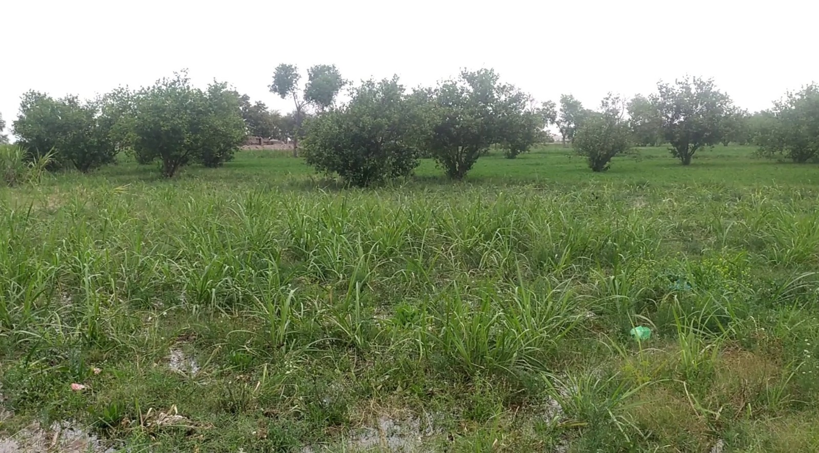 35 Acre Prime Agricultural Land for Sale on Jhang Road