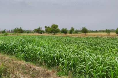 3.5 Kanal Agricultural Land for Sale on Samundri Road