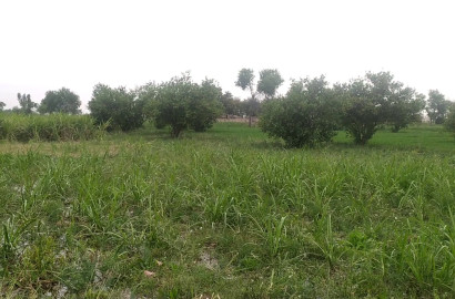 2 Kanal Farmhouse Land for Sale Near Jhang Road Bypass – Prime Location