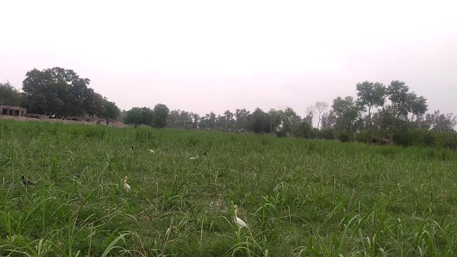 62 Acre Prime Agricultural Land for Sale on Gojra Road Faisalabad
