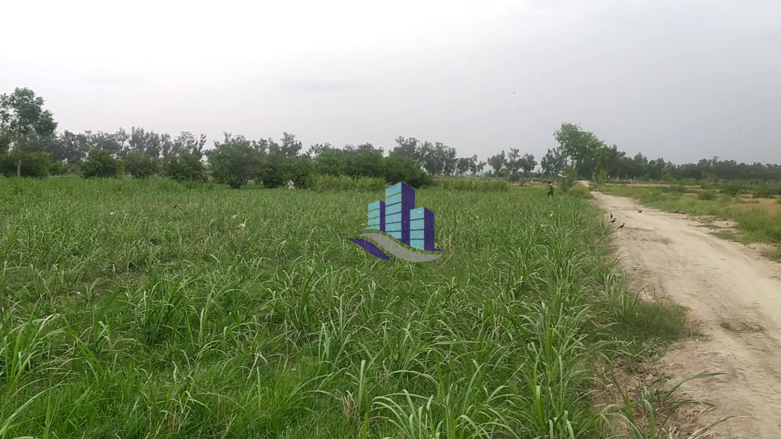 3 Acre Agricultural Land for Sale 83 GB Chak, Samundri Road