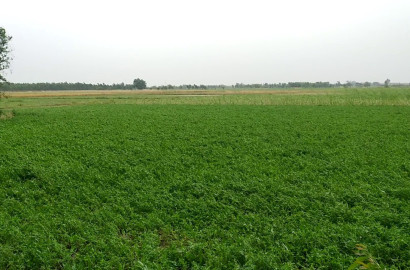 2 Acre Prime Agricultural Land for Sale on Abbaspur Road Faisalabad
