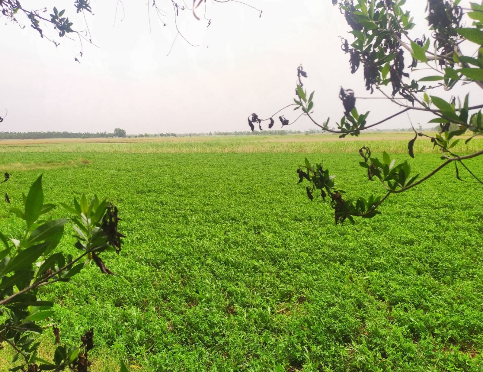 62 Acre Prime Agricultural Land for Sale on Gojra Road Faisalabad