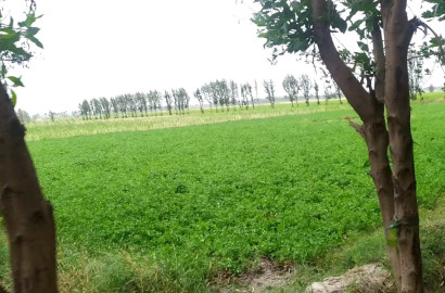 4.5 Acre Agricultural Land for Sale on Samundri Road – Prime Farming & Investment Opportunity