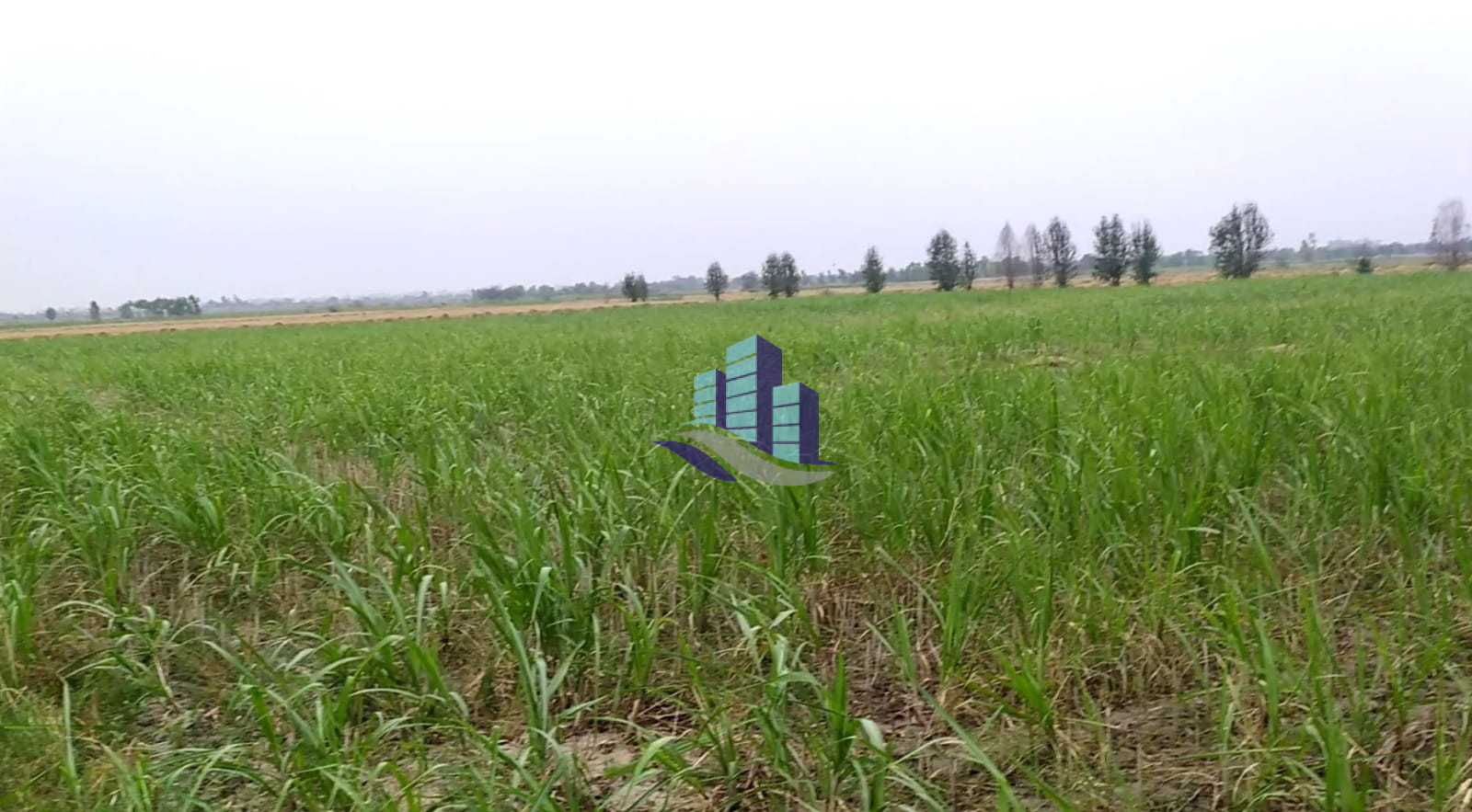 4 Kanal Agricultural Land for Sale in 232-RB Faisalabad