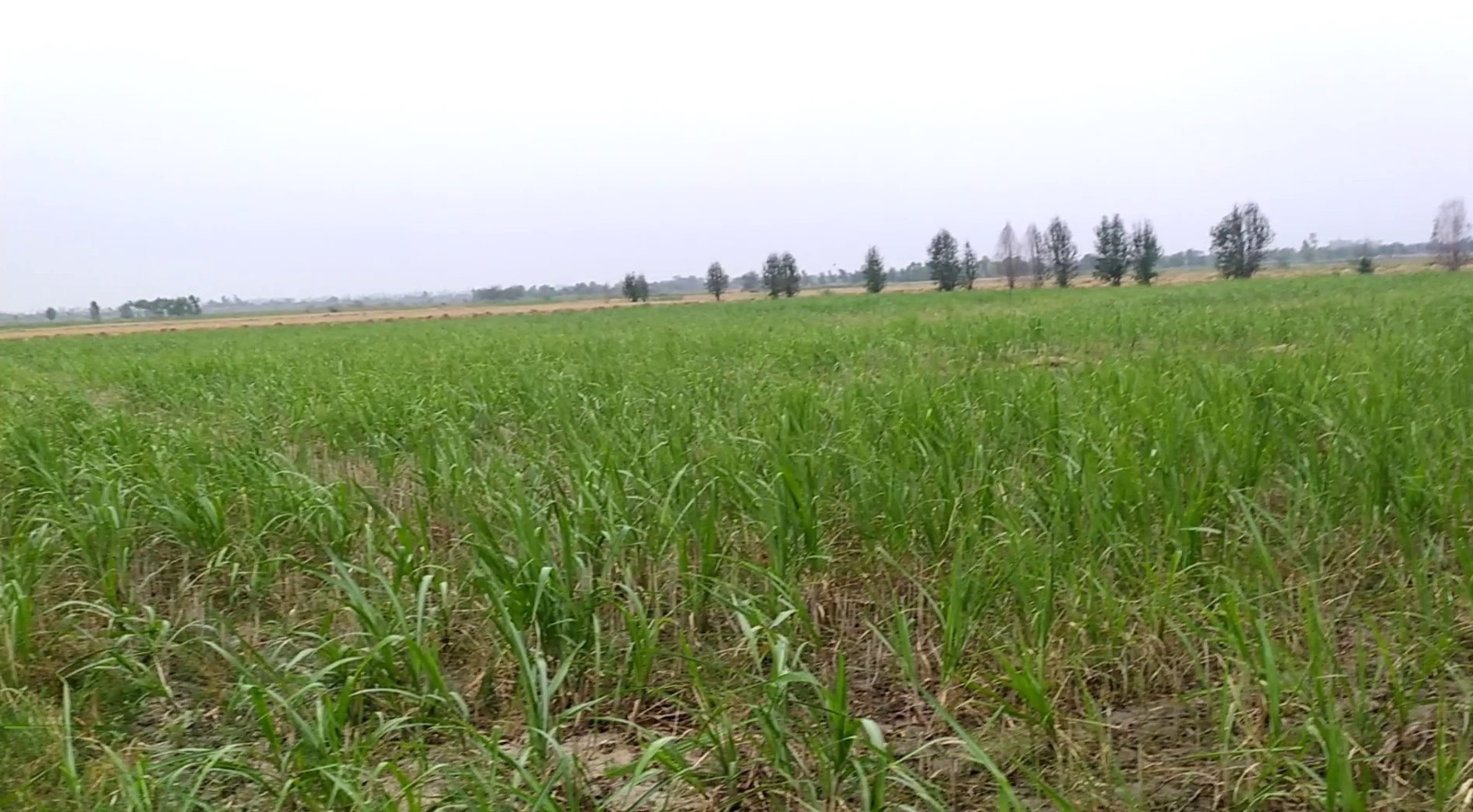 3 Acre Prime Land For Sale Backside of Allied Housing – Ideal Investment Location