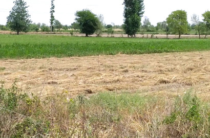 50 Acres Prime Agricultural Land for Sale Near Rajana Interchange