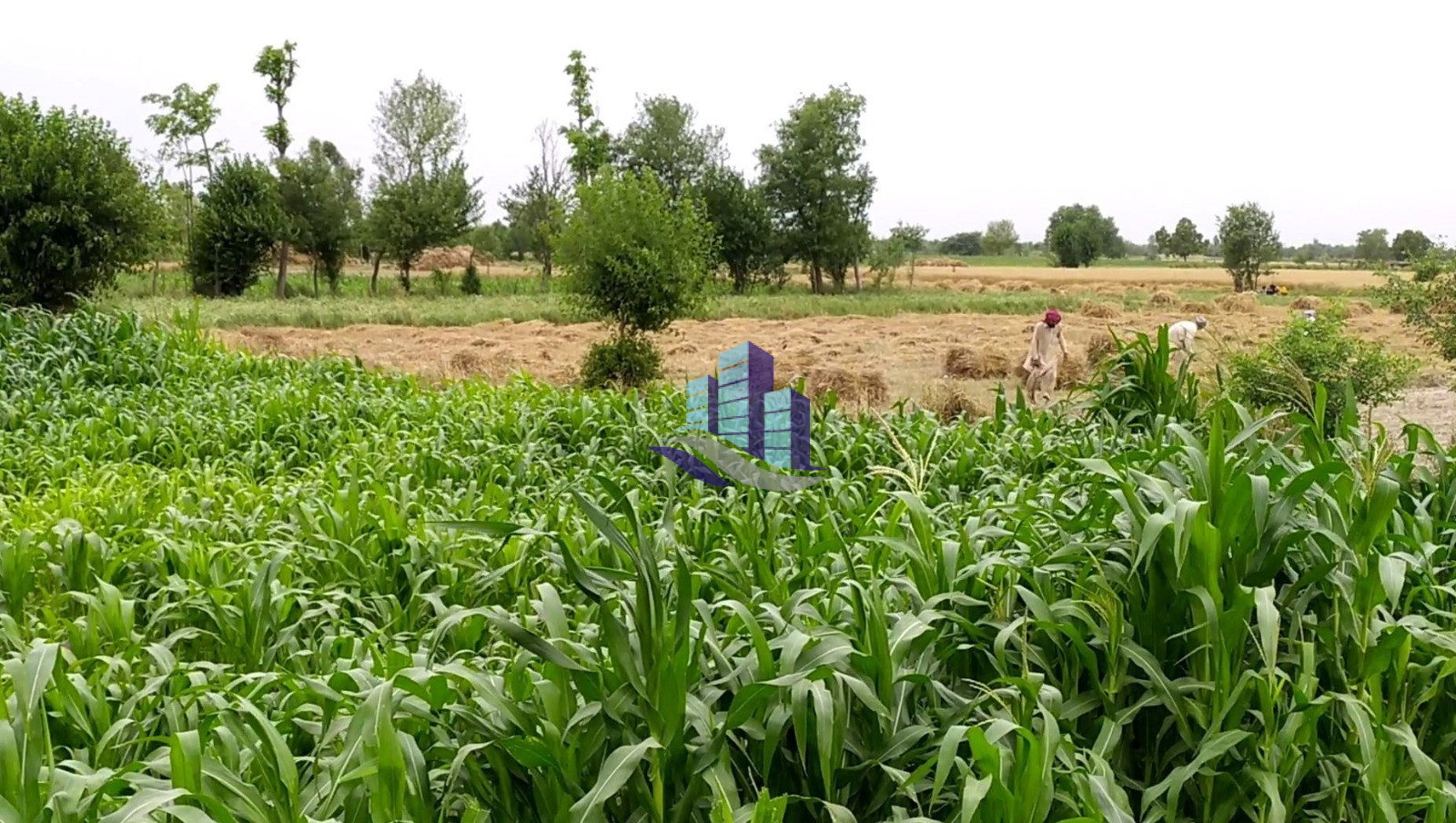 53 Kanal Prime Agricultural Land for Sale on Jaranwala Road – Ideal for Farming & Investment