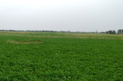53 Kanal Prime Agricultural Land for Sale on Jaranwala Road – Ideal for Farming & Investment