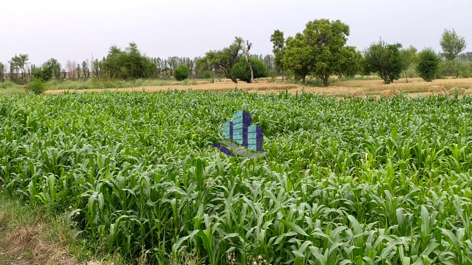 9.5 Marla Plot for Sale on Samundri Road in Umer Garden
