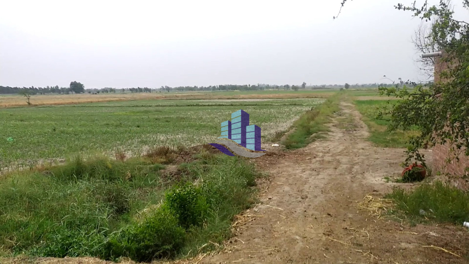 65 Acre Agricultural Land for Sale Near 87 Chak, Jalandhar Faisalabad Punjab