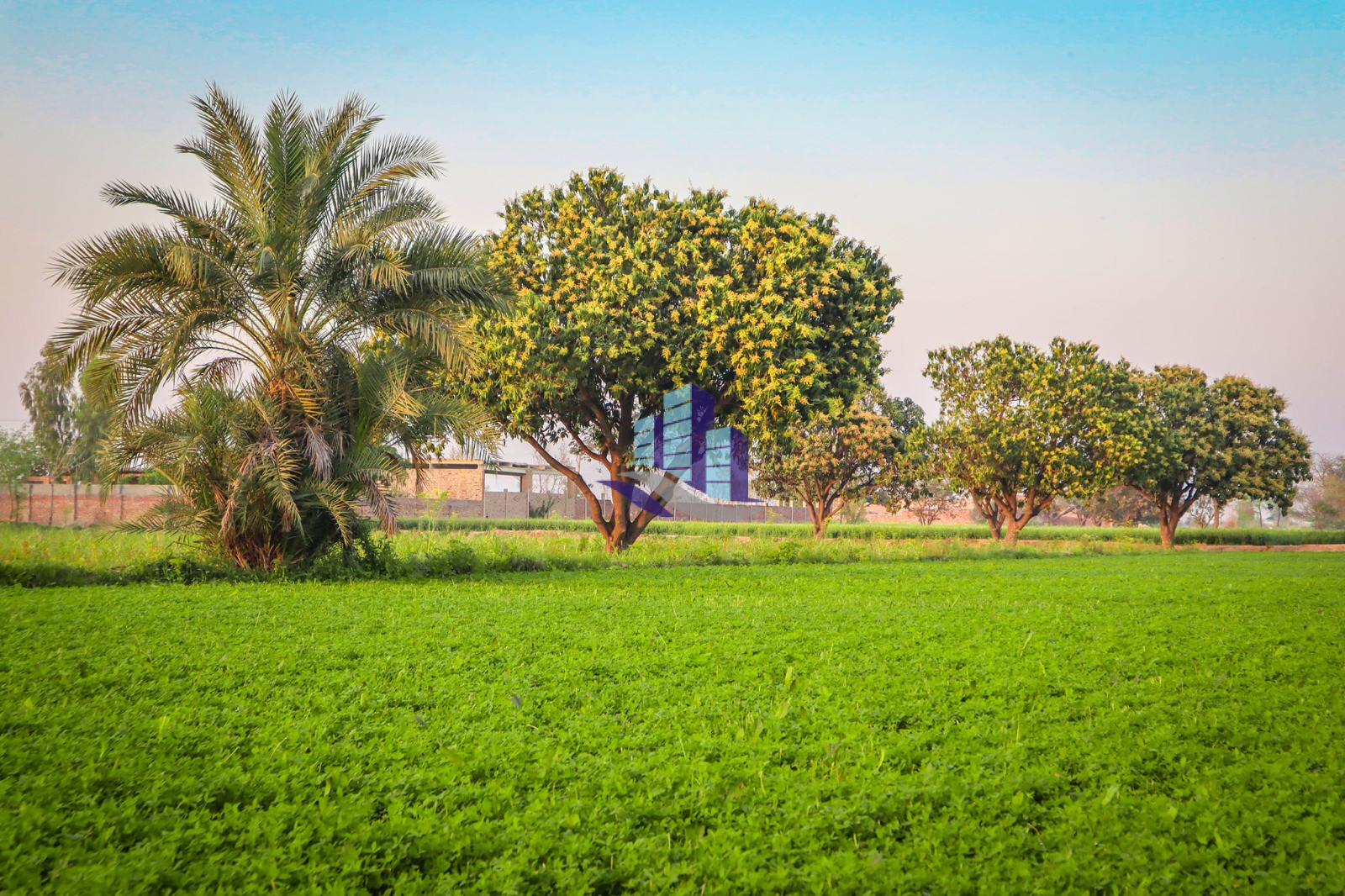 26 Acres Prime Agricultural Land for Sale in Khadarwala – Fertile & Ready for Farming