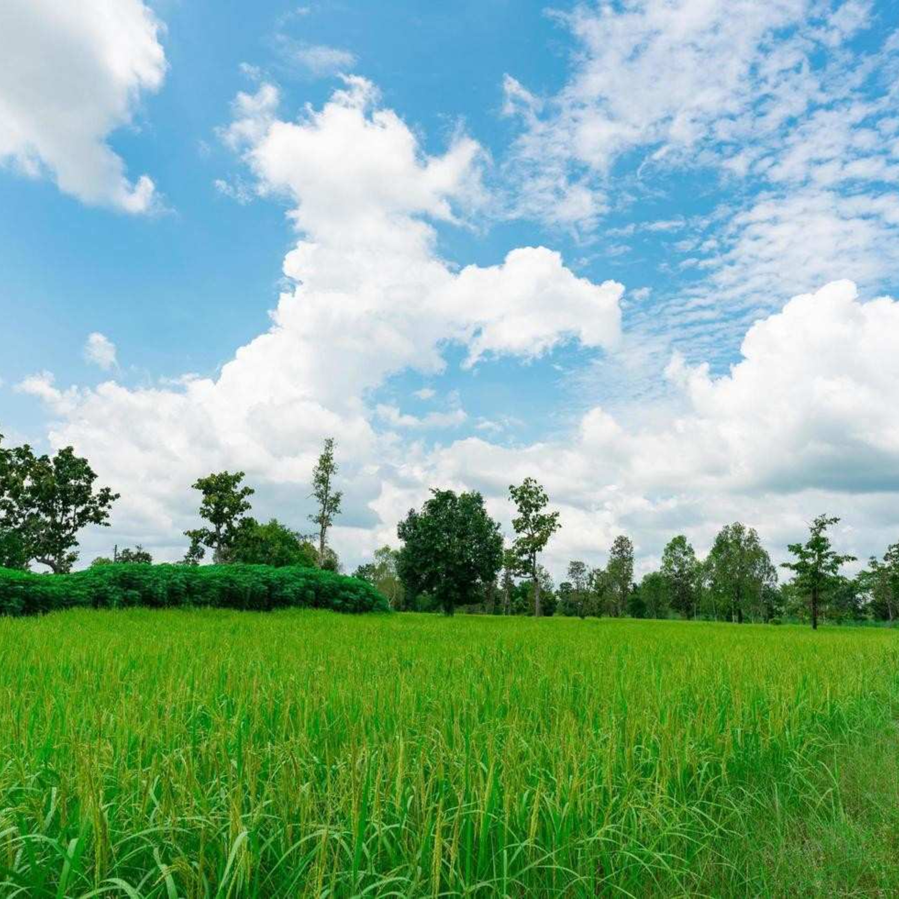 22 Acre Fully Agriculture Land Best For Farm House  Near Jasoana Bangla 34 Chak Faisalabad
