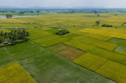 49 Acre Fully Agriculture Land For Sale Near Nankana Sahib Faisalabad