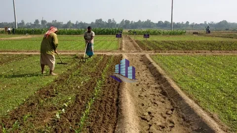 19 Acres Agricultural Land for Sale on Jarawala Road