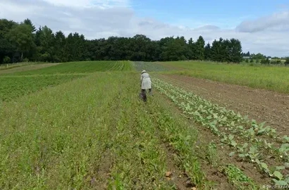 15 Acres Agricultural Land for Sale on Jarawala Road