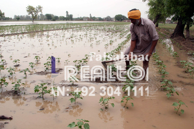 2 Acres of Agricultural Land in Jarranwala, Faisalabad
