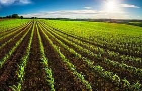 4.5 Acre Fully Agriculture Land Available For Sale At Samundari Road Near Dasua pull Faisalabad