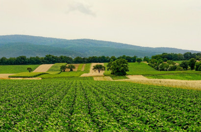 Ideal 32 Acer Agriculture Land For Sale On Jarranwala Road