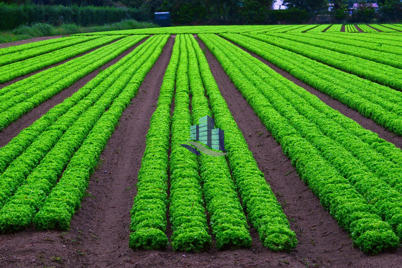 Ideal 32 Acer Agriculture Land For Sale On Jarranwala Road