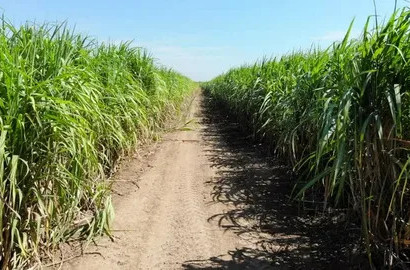 50 Acres Prime Agricultural Land for Sale on Milat Road