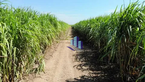 1 Maraba Agricultural Land for Sale on Samundri Road