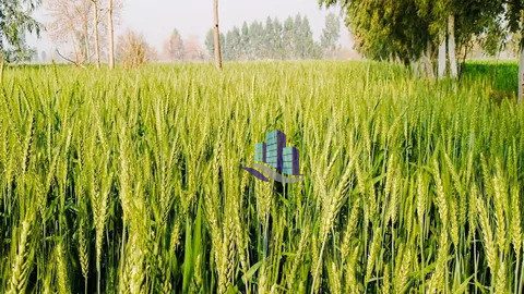 Prime 26 Acre Agri Land Available – Samundri Road Location