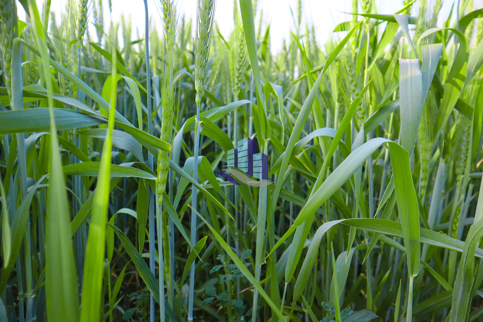 Agriculture Land for Sale for Investment at Link Khurrianwala to Jaranwala Road Faisalabad