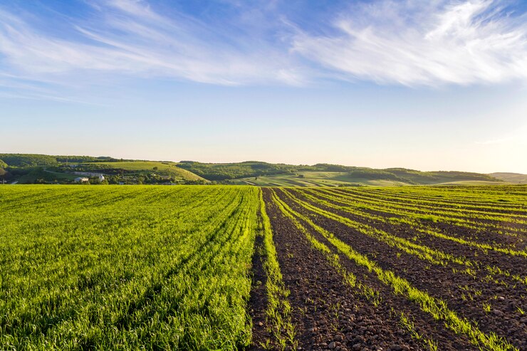 3 Acre Agriculture Land Available For Sale At Dasua Pull Faisalabad