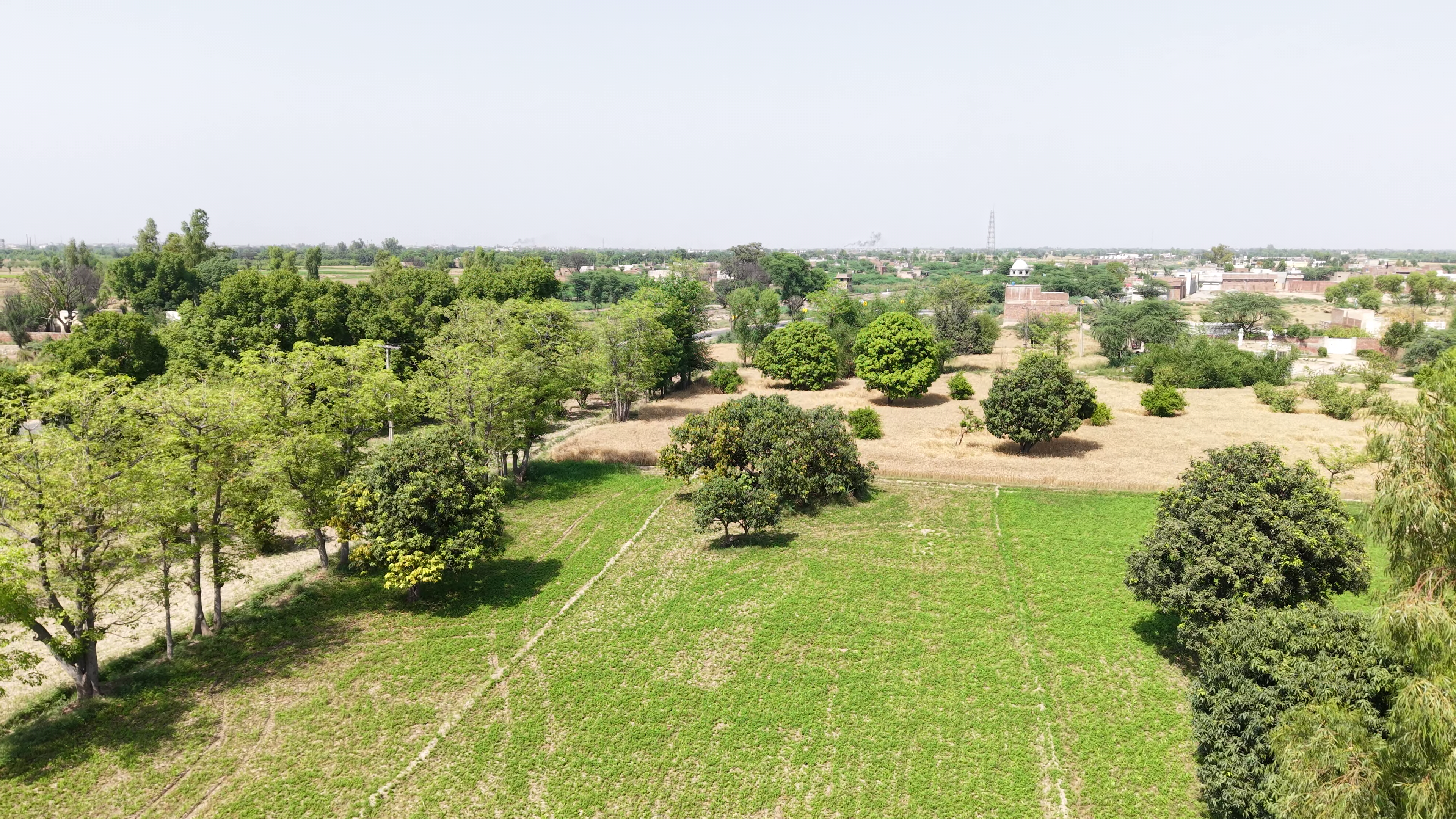 34 Acre Agriculture land For Sale Near Jaranwala Road And Satiana Road Faisalabad