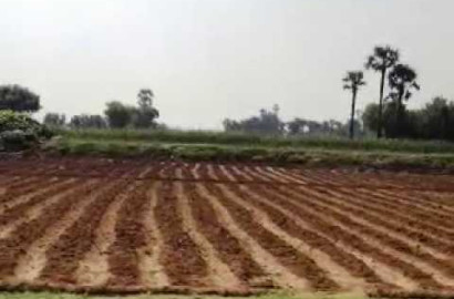 1 Acre Fully Agriculture Land For Sale At Sammundari Road Faisalabad