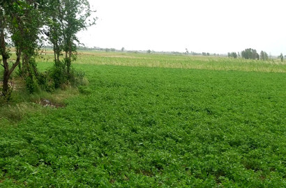 Agriculture Land For Sale Jaranwala to Satiana Road Faisalabad