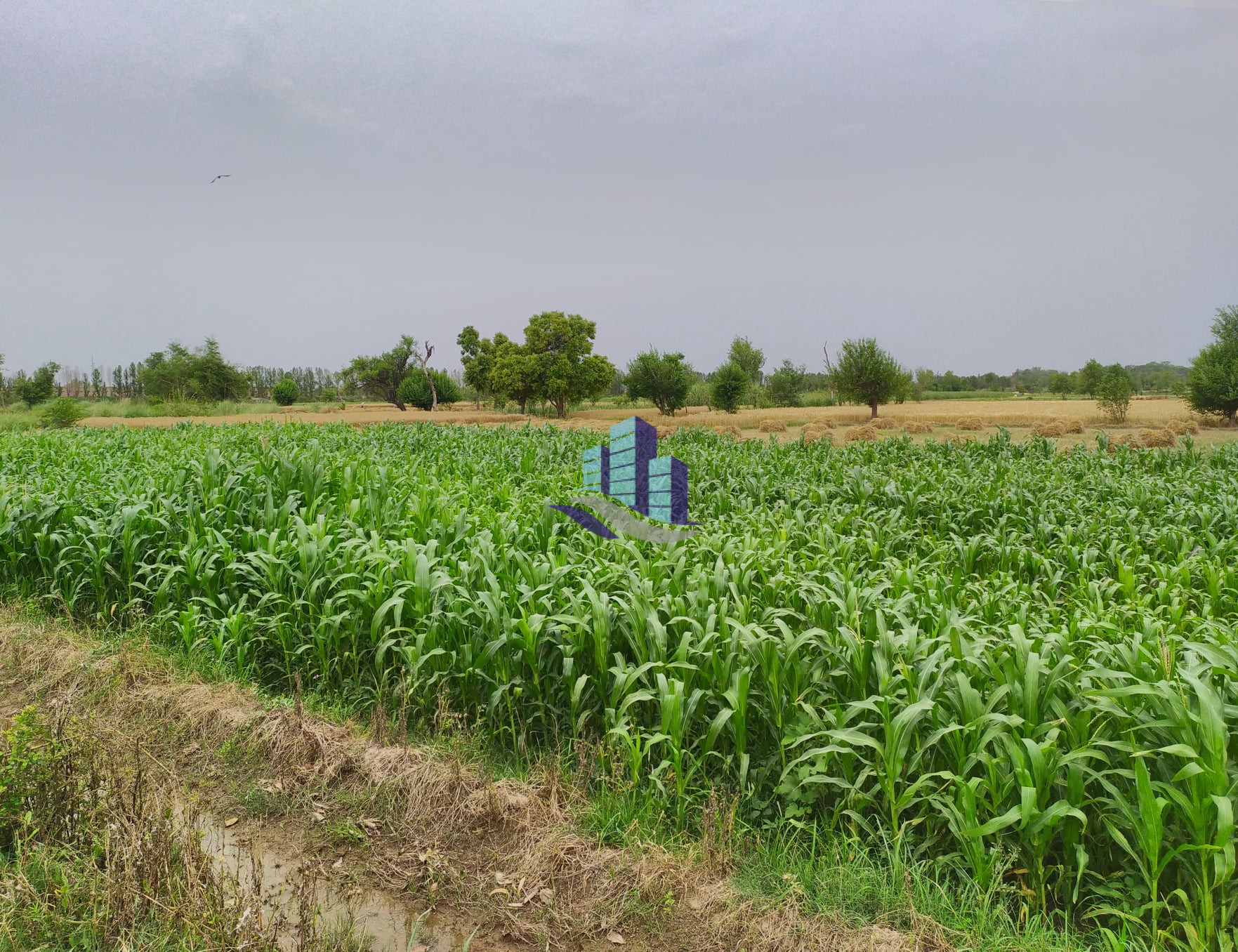 Agriculture Land for Sale for Investment at Link Khurrianwala to Jaranwala Road Faisalabad