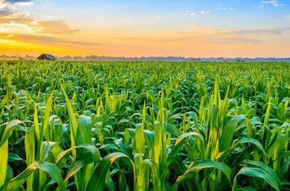 7 Acre Fully Agriculture Land For Sale For Investment Near Samundari Road To Tandlawala Road