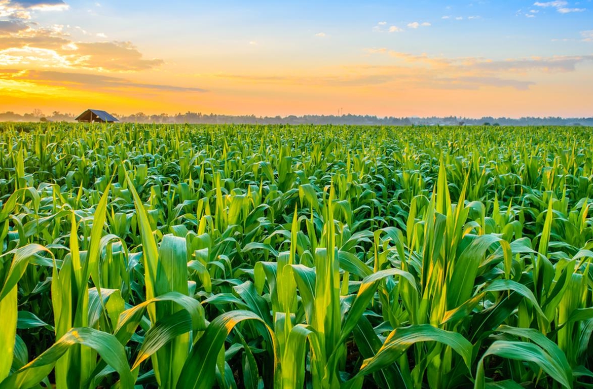 50 Acre Fully Agriculture Land Available For Sale For Future Investment At Link Khurrianwala To Jarranwala Road
