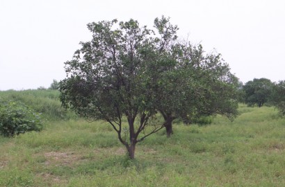 11 Acre Land Available For Sale On Main Samundari Road Faisalabad