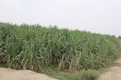 14 Acre Fully Agriculture Land For Sale On Main Jaranwala Road Faisalabad