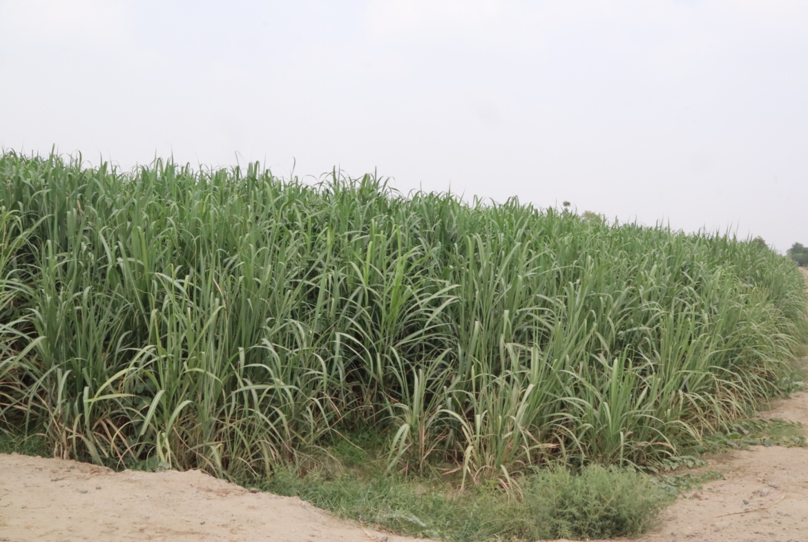27.5 Acre Land Available For Sale Link Dijkot Road Faisalabad