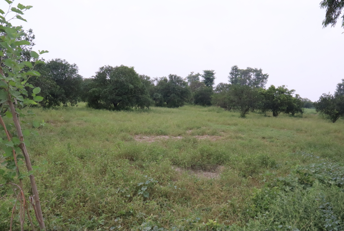 2 Acre Fully Agriculture Land For Sale Near Lathianwala Bypass Road Faisalabad