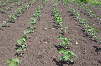 17 Acre Fully Agriculture Land For Sale For Investment Near Samundari Road