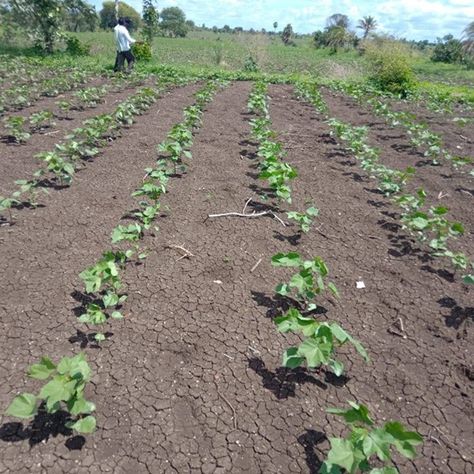55 Acre Fully Agriculture Land Available For Sale For Future Investment At Near Jarranwala