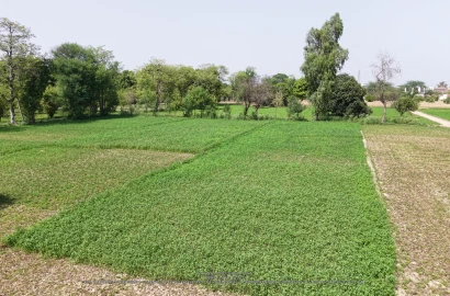 2 Acre Agriculture Land for Sale at Chak 249 Faisalabad