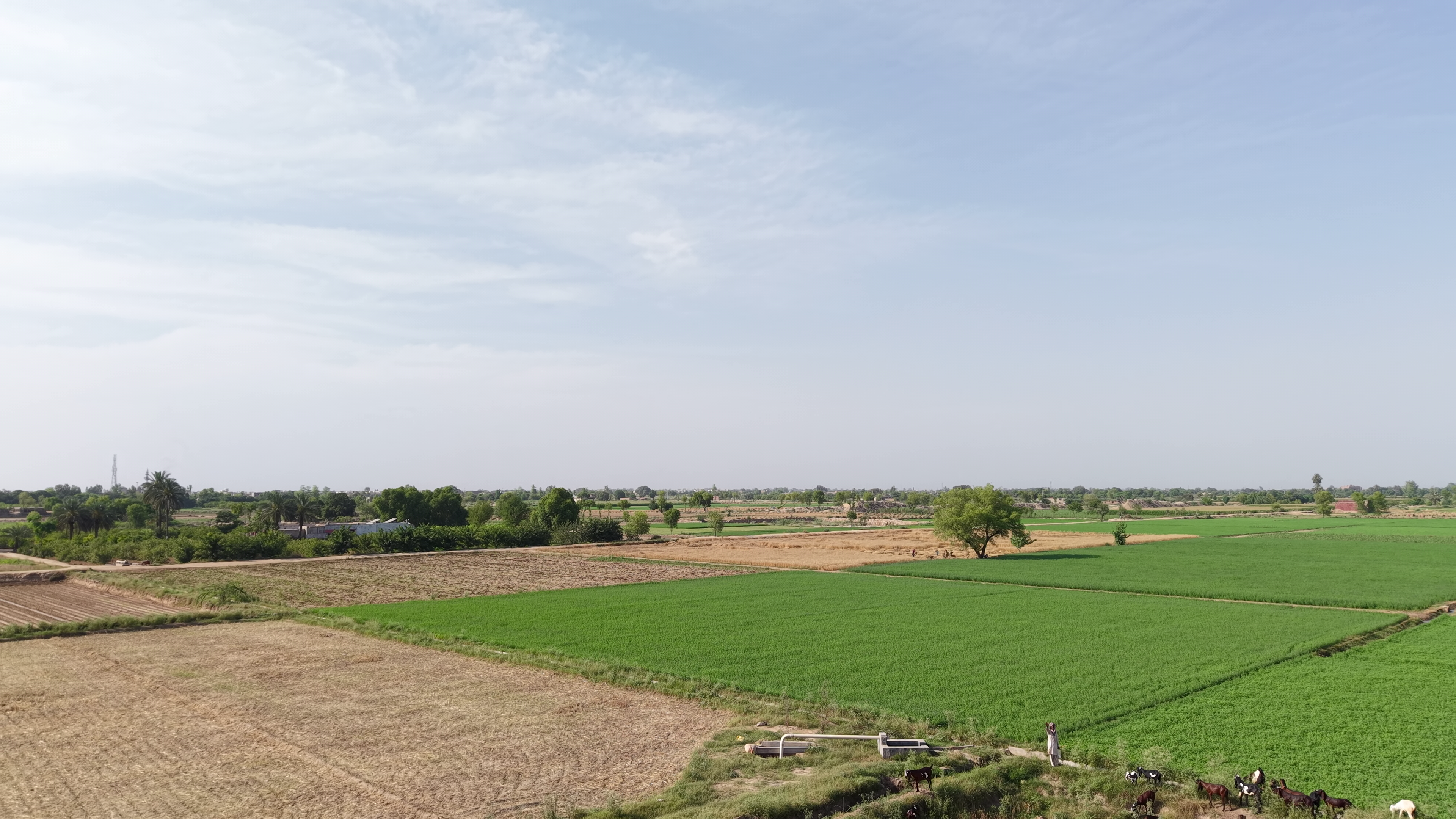 VIP 37 Acer  Land For Sale Near 56 R.B, District Faisalabad, Tehsil Jaranwala Punjab