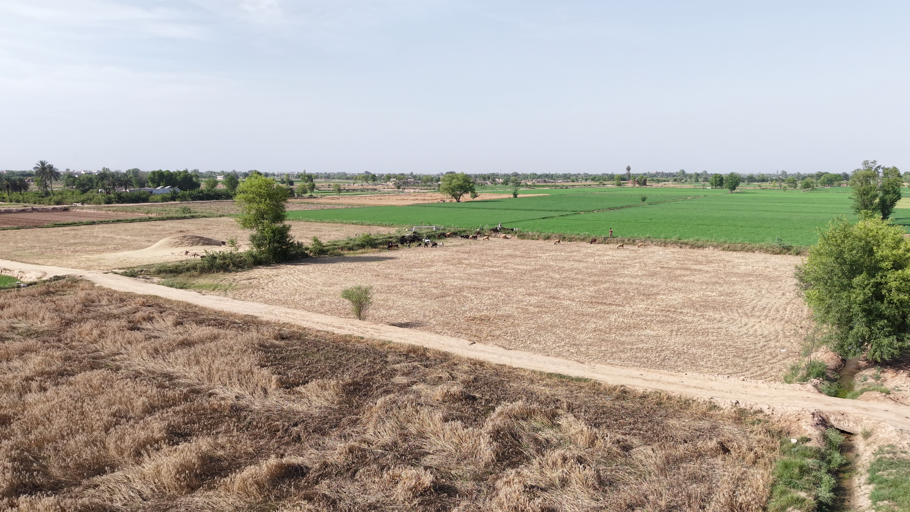 VIP 37 Acer  Land For Sale Near 56 R.B, District Faisalabad, Tehsil Jaranwala Punjab