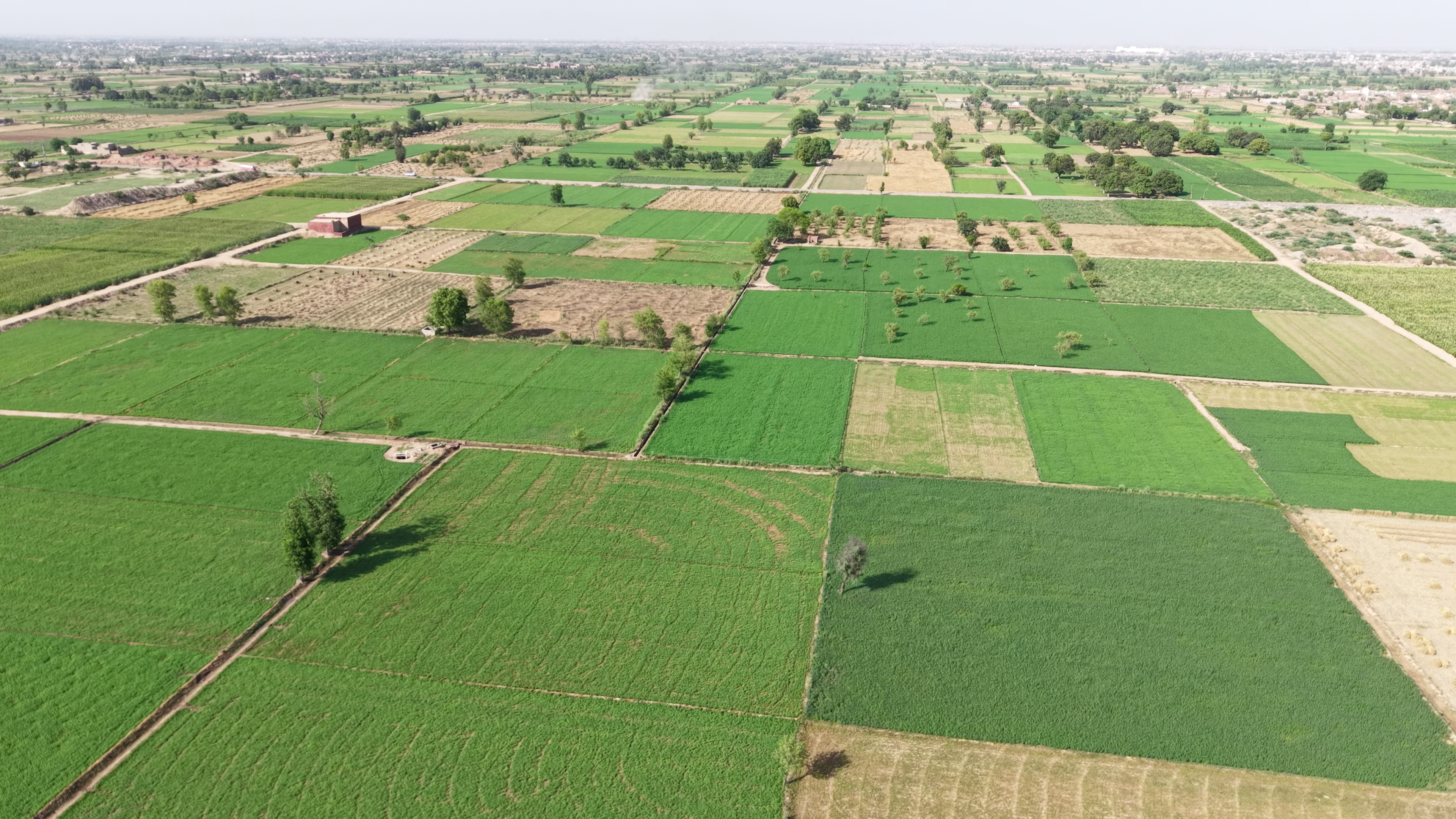 VIP 37 Acer  Land For Sale Near 56 R.B, District Faisalabad, Tehsil Jaranwala Punjab
