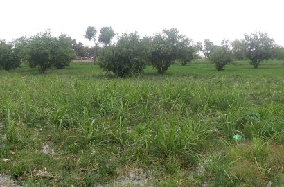 Vip 100 Acer Fully Agriculture Land for Sale Best For Investment Near Gojra Motorway Interchange Faisalabad