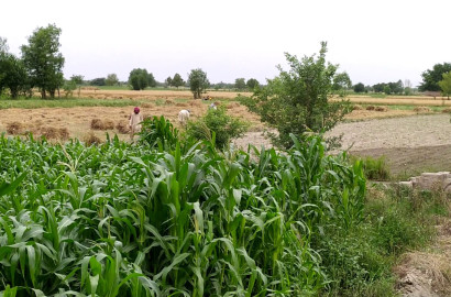 100 Acre Fully Agriculture land available for sale Jhang Road Faisalabad