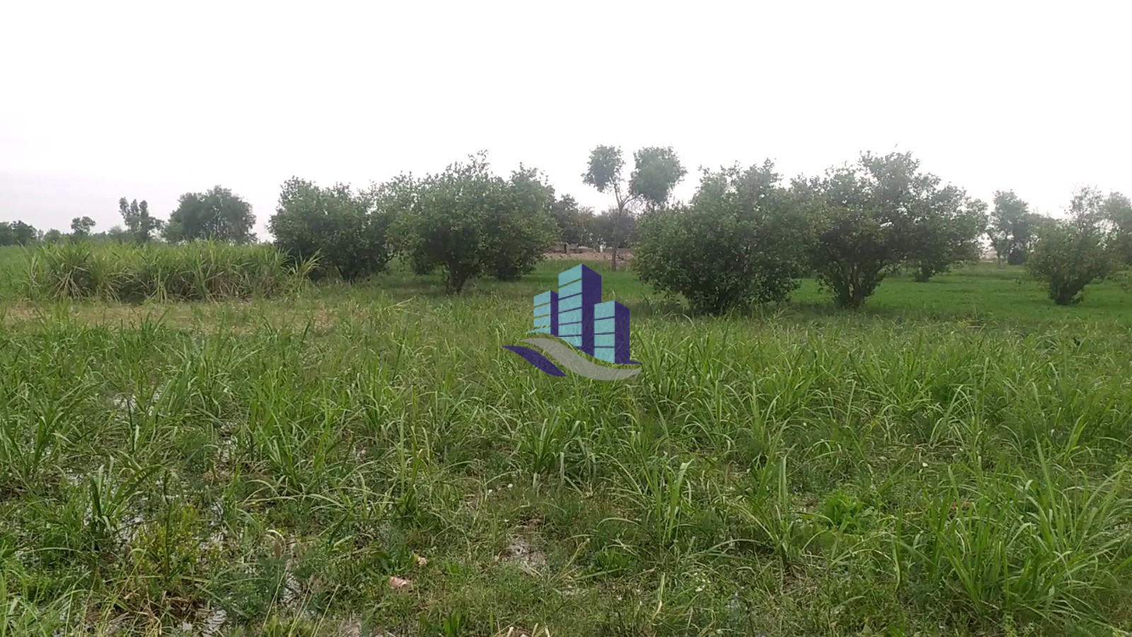 Ideal 25 Acre Fully Agriculture Land For SaleBest For Investment Near Jarranwala To Satiana Road Faisalabad