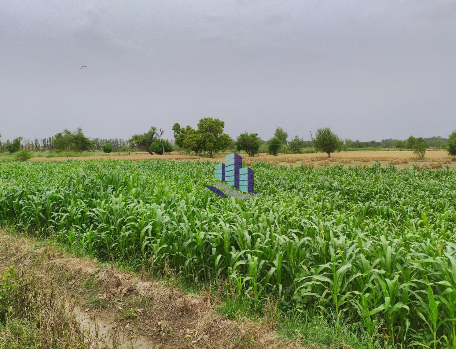 Ideal 48 Acre Fully Agriculture Land For Sale Best For Investment Near jarranwala to Shahkot Road Faisalabad